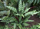 Calathea Lancifolia